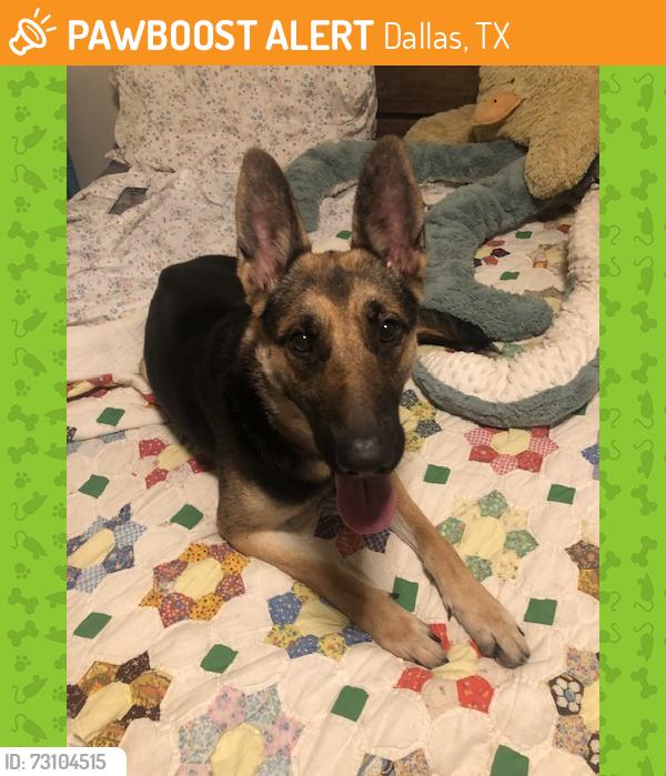 Found/Stray Female Dog last seen Beckley and Davis near Bishop Arts, Dallas, TX 75203