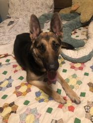 Found/Stray Female Dog last seen Beckley and Davis near Bishop Arts, Dallas, TX 75203