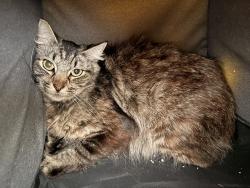 Lost Female Cat last seen Santa Ana Canyon, Fairmont, and Circulo Robel, Anaheim, CA 92807