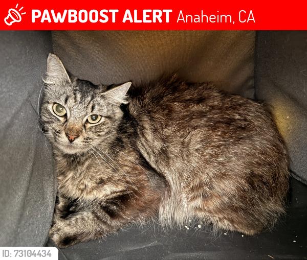 Lost Female Cat last seen Santa Ana Canyon, Fairmont, and Circulo Robel, Anaheim, CA 92807