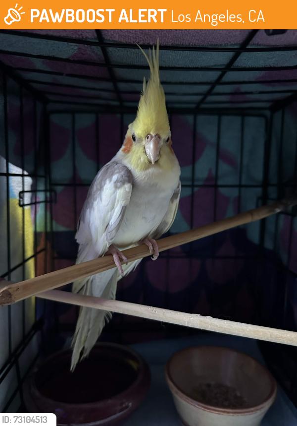 Found/Stray Unknown Bird last seen Near South Beaudry Avenue, Los Angeles, CA 90017