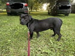 Found/Stray Male Dog last seen 101st Street & 33rd W Ave., Tulsa, OK 74107