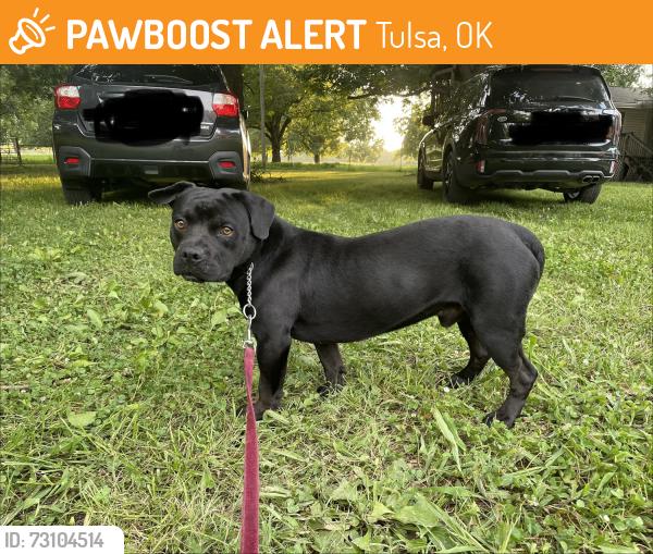 Found/Stray Male Dog last seen 101st Street & 33rd W Ave., Tulsa, OK 74107
