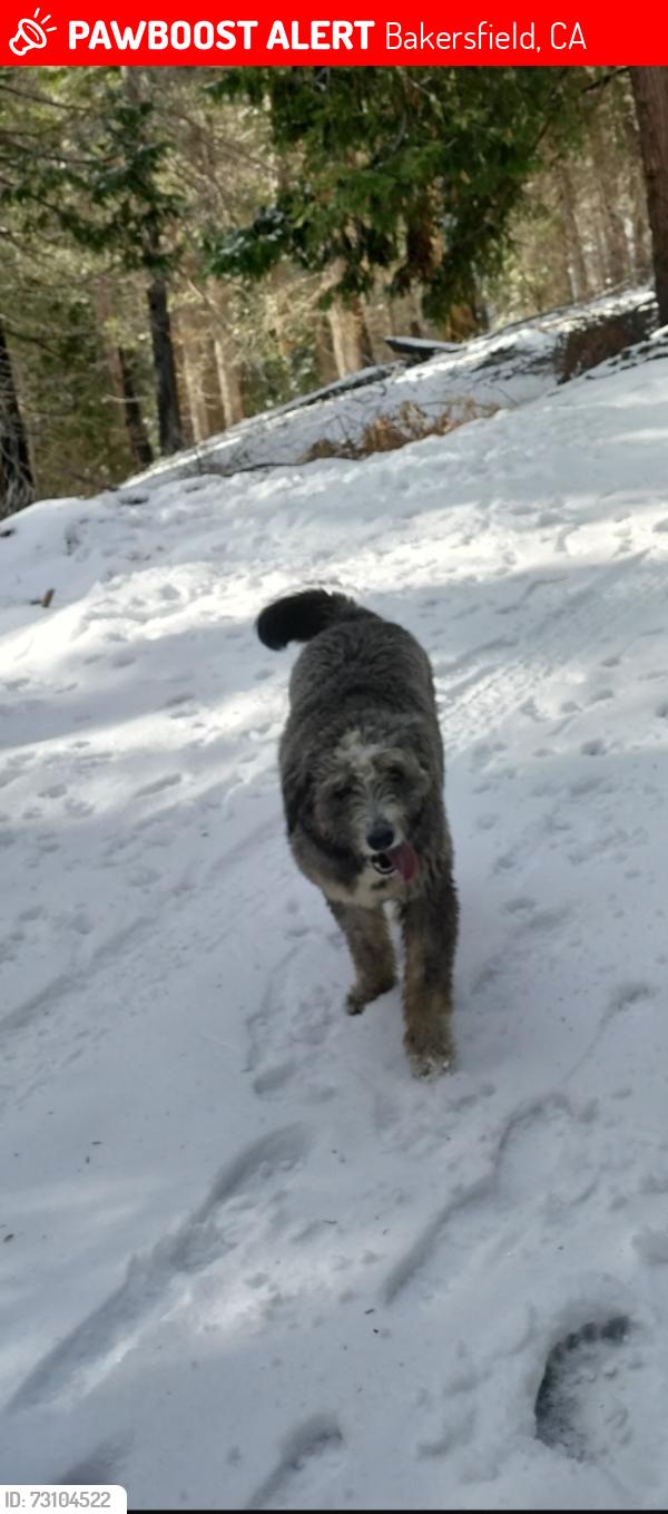 Lost Female Dog last seen Wilson Rd, Bakersfield, CA 93304