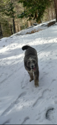 Lost Female Dog last seen Wilson Rd, Bakersfield, CA 93304