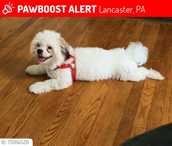 Lost Male Dog last seen Orange st cross rack ave., Lancaster, PA 17602