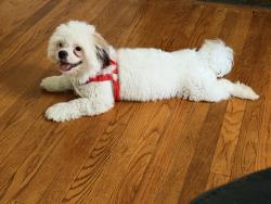Lost Male Dog last seen Orange st cross rack ave., Lancaster, PA 17602