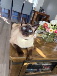 Lost Male Cat last seen Duncan and Lavinia, Lynwood, CA 90262