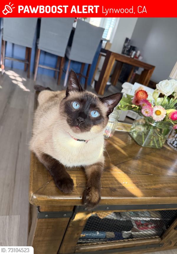 Lost Male Cat last seen Duncan and Lavinia, Lynwood, CA 90262