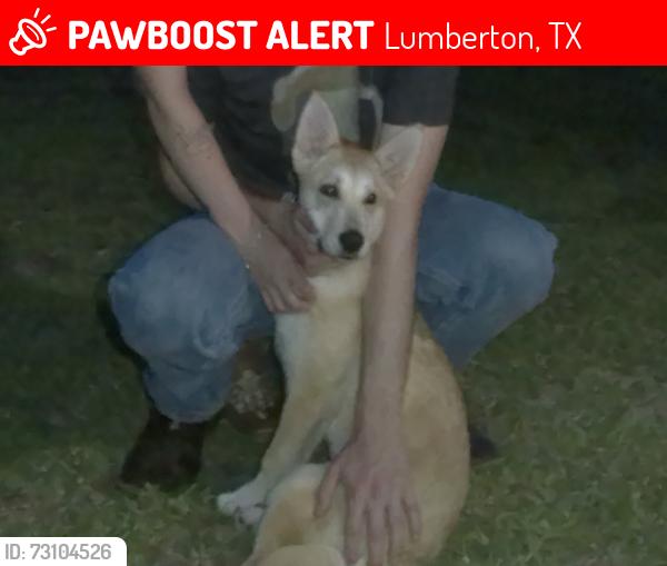 Lost Female Dog last seen ariola lane lumberton, Lumberton, TX 77657