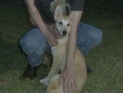 Lost Female Dog last seen ariola lane lumberton, Lumberton, TX 77657