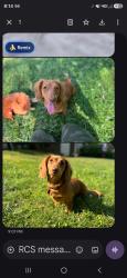 Reunited Female Dog last seen Savoy street, douglas drive, Spartanburg, SC 29301