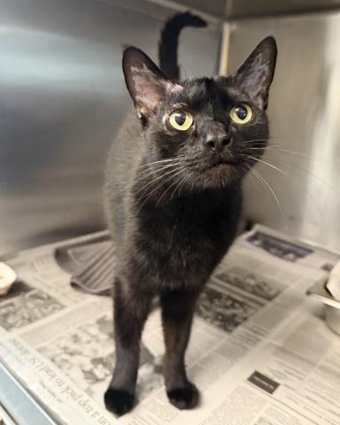 Shelter Stray Female Cat last seen , 3201 Lacy St, Los Angeles, CA 90031, USA