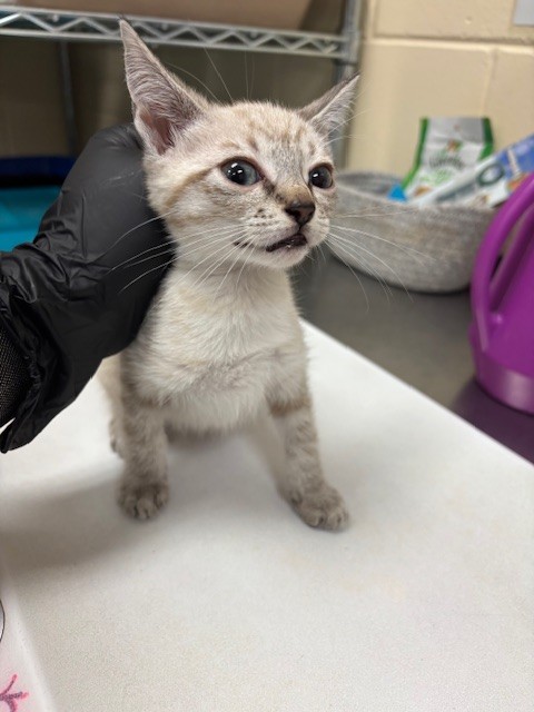 Shelter Stray Female Cat last seen , 232 Eslinger Way, Sanford, FL 32773, USA