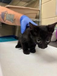 Shelter Stray Male Cat last seen , 232 Eslinger Way, Sanford, FL 32773, USA