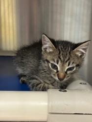 Shelter Stray Male Cat last seen , 232 Eslinger Way, Sanford, FL 32773, USA