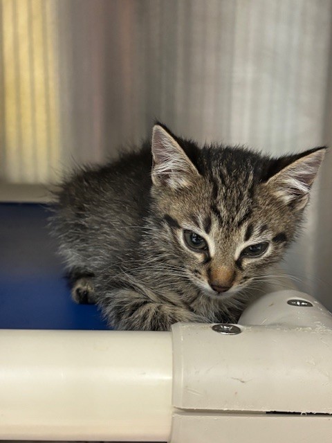 Shelter Stray Male Cat last seen , 232 Eslinger Way, Sanford, FL 32773, USA