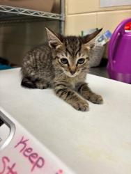 Shelter Stray Male Cat last seen , 232 Eslinger Way, Sanford, FL 32773, USA