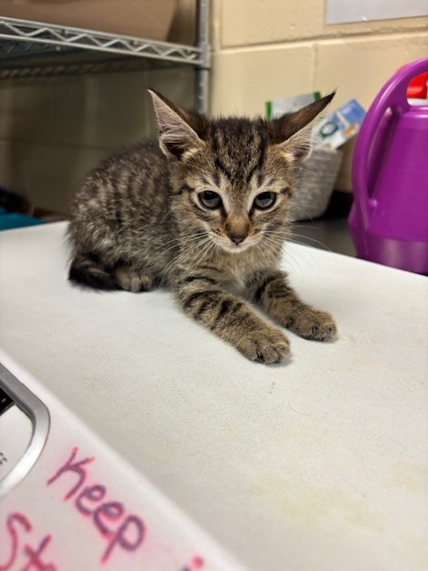 Shelter Stray Male Cat last seen , 232 Eslinger Way, Sanford, FL 32773, USA