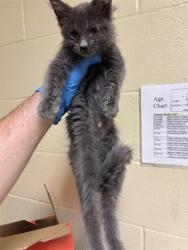 Shelter Stray Female Cat last seen 65TH ST & BROADWAY, 2127 Front St, Sacramento, CA 95818, USA