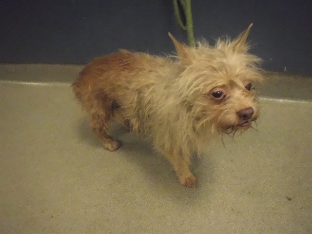 Shelter Stray Male Dog last seen Near BLOCK NW 53RD ST, 3599 NW 79th Ave, Doral, FL 33122, USA