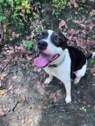 Reunited Male Dog last seen Appomattix and Jockey Club area, North Port, FL 34287