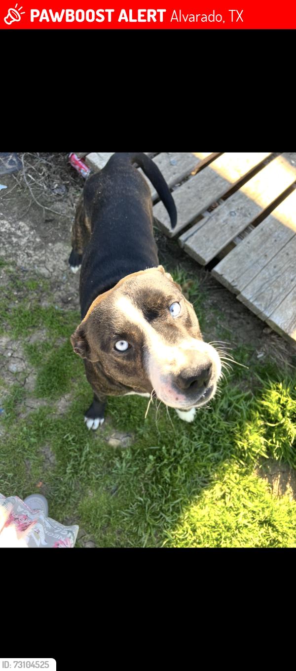 Lost Male Dog last seen Fm2415 Alvarado tx, Alvarado, TX 76009