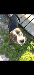 Lost Male Dog last seen Fm2415 Alvarado tx, Alvarado, TX 76009