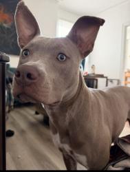 Reunited Female Dog last seen Polk, San Francisco, CA 94109