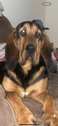 Lost Male Dog last seen Lowery, Palm Bay, FL 32909