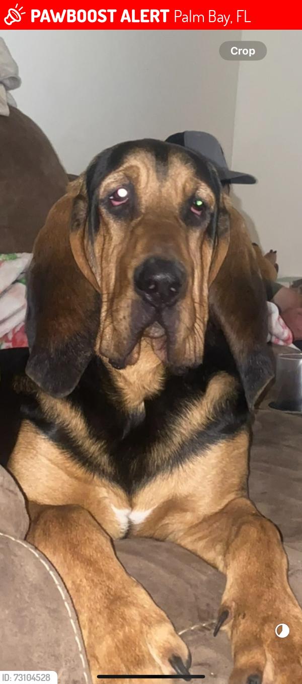 Lost Male Dog last seen Lowery, Palm Bay, FL 32909