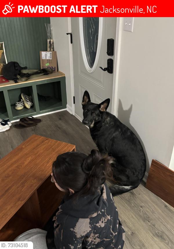 Lost Female Dog last seen Pony farm rd, papa john ln, Jacksonville, NC 28540
