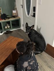 Lost Female Dog last seen Pony farm rd, papa john ln, Jacksonville, NC 28540