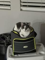 Reunited Female Cat last seen Near Thomas St, Hollywood, FL 33020, USA, Hollywood, FL 33020
