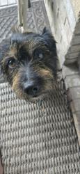 Reunited Male Dog last seen Cade Rd and Liberty Rd, Guilford County, NC 27233