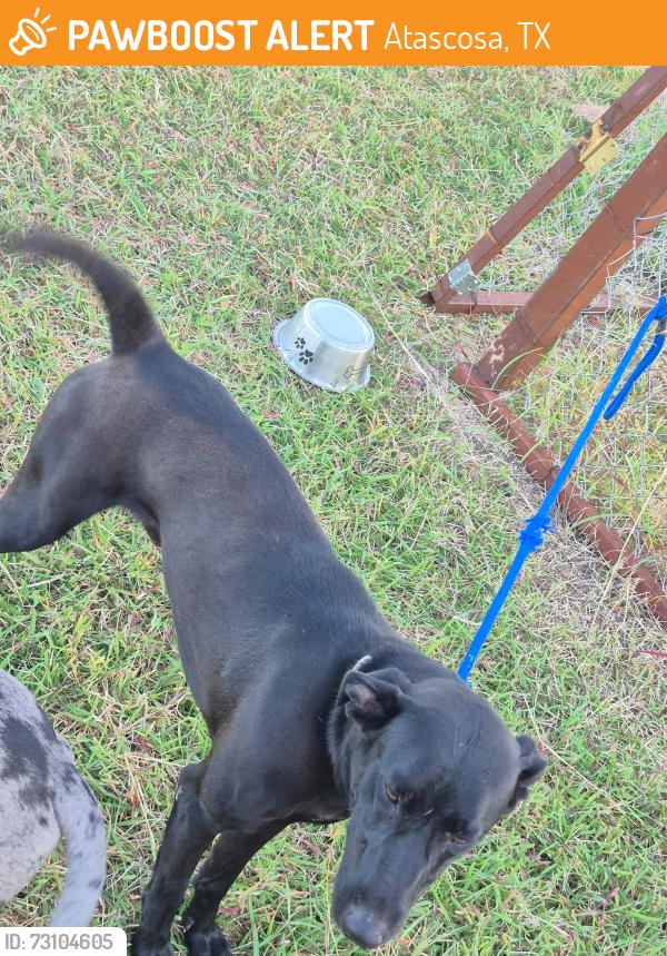 Found/Stray Male Dog last seen Atascosa 78002, Atascosa, TX 78002