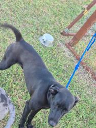 Found/Stray Male Dog last seen Atascosa 78002, Atascosa, TX 78002