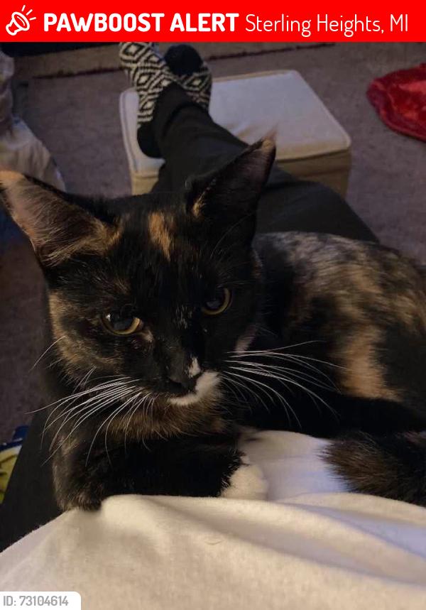 Lost Female Cat last seen Plumbrook and Schoenherr, Sterling Heights, MI 48312