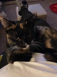 Lost Female Cat last seen Plumbrook and Schoenherr, Sterling Heights, MI 48312