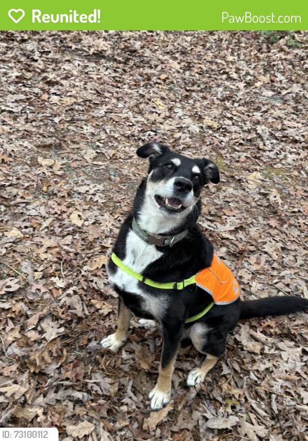 Reunited Male Dog last seen Rocky run road, Palmyra Township, PA 18428