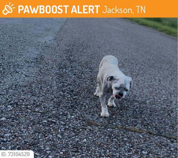 Found/Stray Male Dog last seen Near first John saint baptist, Jackson, TN 38305