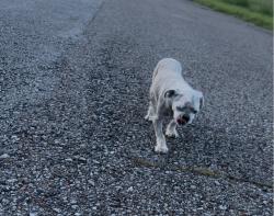 Found/Stray Male Dog last seen Near first John saint baptist, Jackson, TN 38305