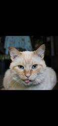 Reunited Male Cat last seen Moss creek neighborhood, Jacksonville, NC 28540