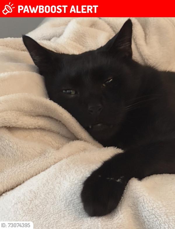 Lost Male Cat last seen Maxwell Street, South Turramurra, NSW 2074