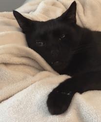 Lost Male Cat last seen Maxwell Street, South Turramurra, NSW 2074