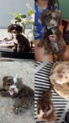 Lost Male Dog last seen Orlando and nogales, Chaparral, NM 88081