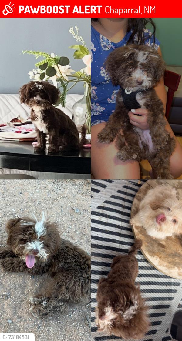Lost Male Dog last seen Orlando and nogales, Chaparral, NM 88081