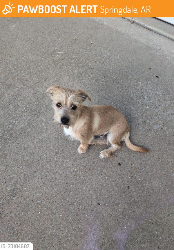 Found/Stray Male Dog last seen Hummingbird Dr and Oriole, Springdale, AR 72764