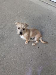Found/Stray Male Dog last seen Hummingbird Dr and Oriole, Springdale, AR 72764