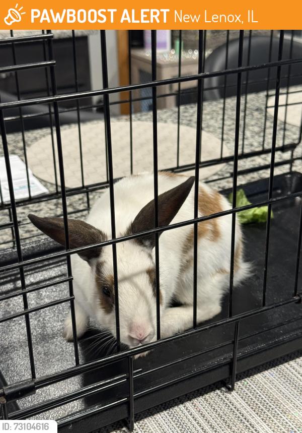 Found/Stray Unknown Rabbit last seen Wellington and Joliet hwy, New Lenox, IL 60451